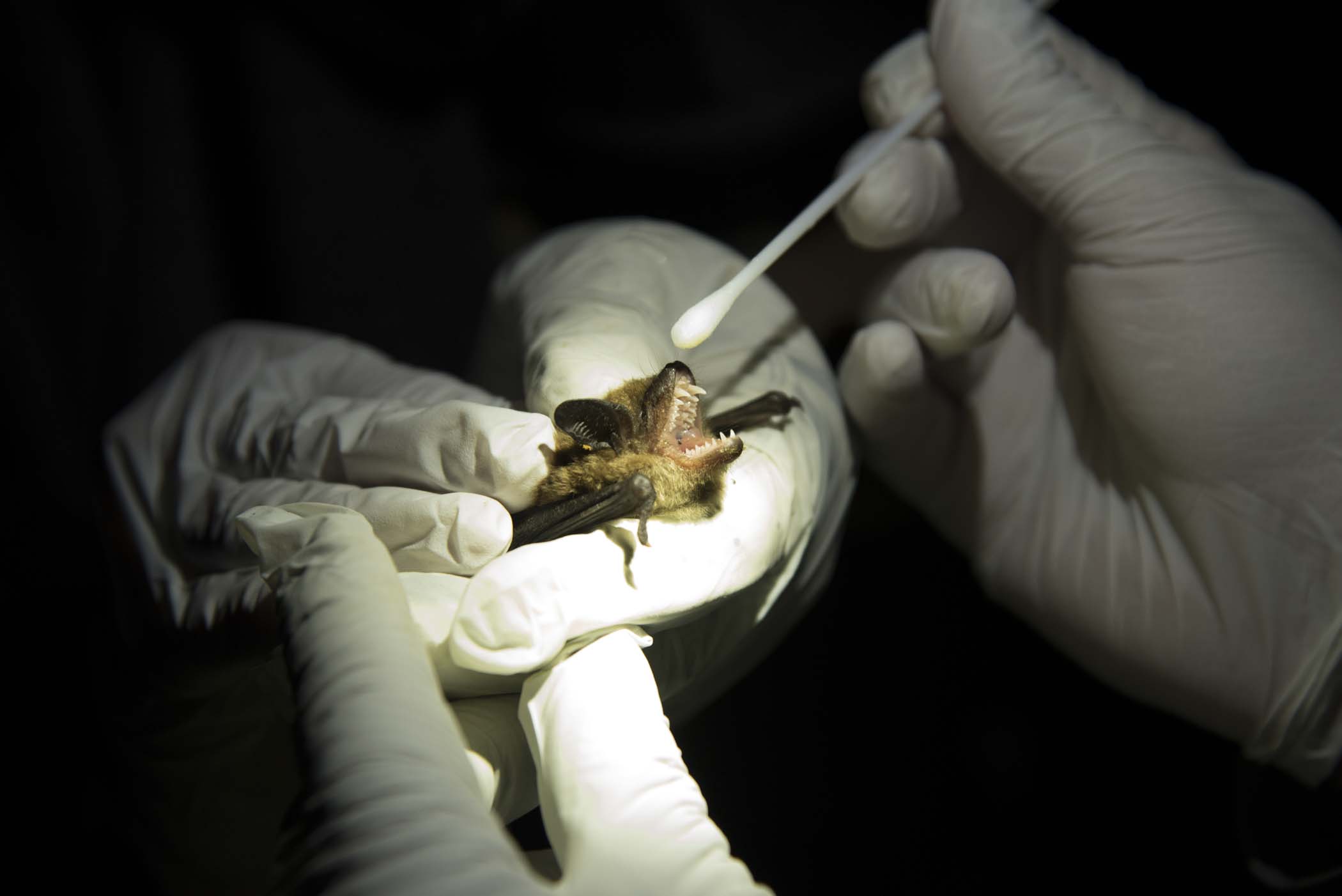 Swabbing the nose of a bat to test for White Nose Syndrome.