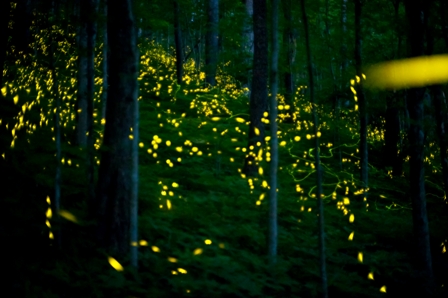 Fireflies in Woods