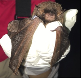 We would swab the bats' wings to check for fungus