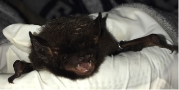 One of the bats we captured