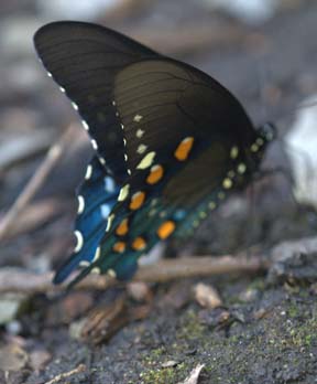 Polevine Butterfly